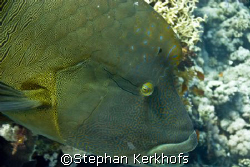 Napoleon wrasse -Cheilinus undulatus- taken at Shark & Yo... by Stephan Kerkhofs 